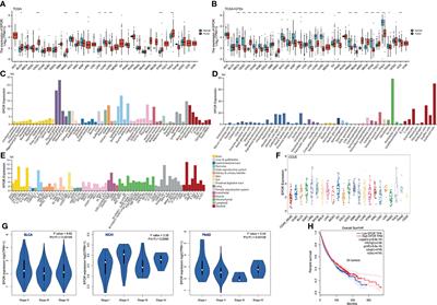 Pan-Cancer Analysis Based on EPOR Expression With Potential Value in Prognosis and Tumor Immunity in 33 Tumors